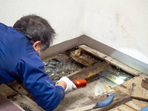 Best Black Mold Remediation in Norwalk, CA