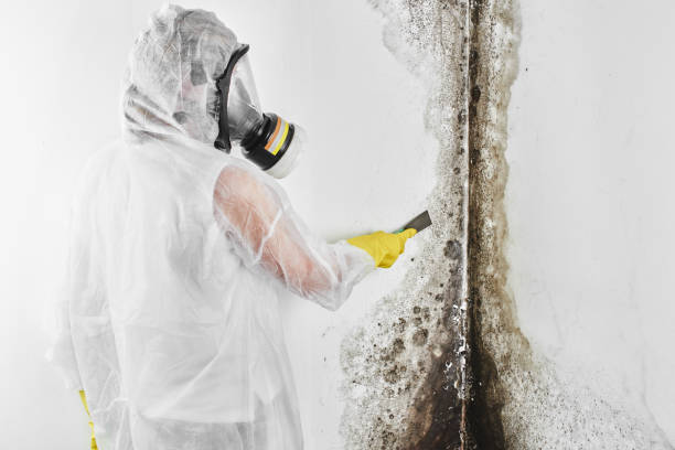 Best DIY Mold Remediation Support Services in Norwalk, CA