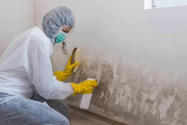 Best Mold Testing and Inspection Services in Norwalk, CA