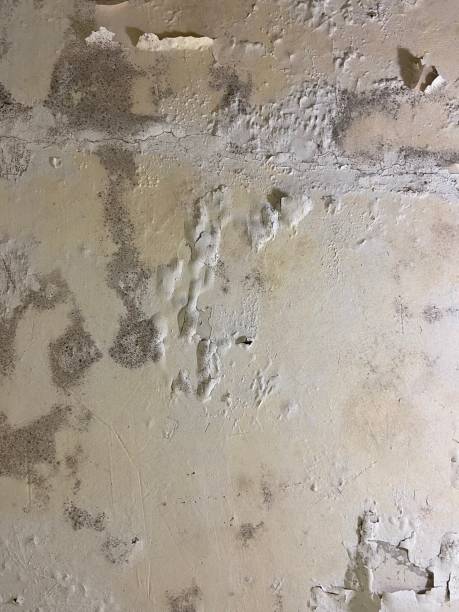 Best Kitchen Mold Remediation in Norwalk, CA