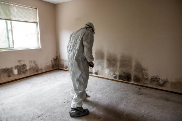 Best Emergency Mold Remediation in Norwalk, CA