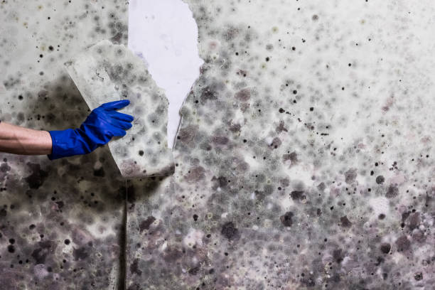 Best Post-Flood Mold Remediation in Norwalk, CA